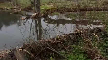 Bobrowa tama na Bieszczadzkiej rzecze ...  :) #biesy #wbieszczady #bieszczady #wbiesy #biesy