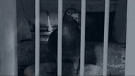 Z wizytą u hodowców Dąbrowski-Janiak PZHGP Oddział 0369 Żagań - gołębie rozpłodowe do nabycia .