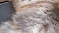 Lovely Luna 