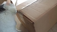 CAT FOOD HAUL Healthy quality CAT FOOD we recommend | Purizon, Feringa, Miamor
