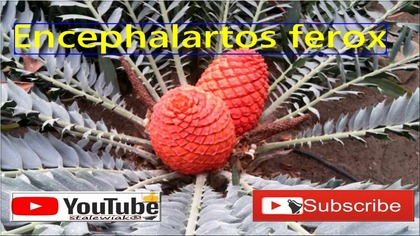 331-Encephalartos ferox- PAN Powsin.  Stalewiak