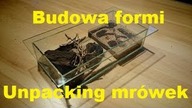 Unpacking koloni mrówek ORAZ budowa formikarium!