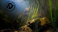 BADC - Akwarium biotopowe, konkurs na najładniejszą aranżację