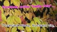 Karaoke Biesiadka Wróć do mnie dziś