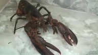 Krab pod kołdrą