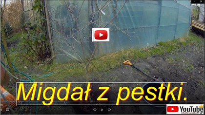 Odc-857-Migdał z pestki do gruntu już rosną,wentylator w szklarni,palma,araukaria 
