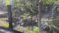 Rotschilds Mynah / Szpak Balijski (Leucopsar rothschildi)