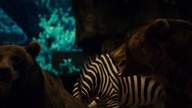 Heca w Zoo (2011)
