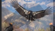 California Condor