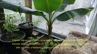 #265.  Cz. 1: Banan Musa Acuminata z targów, Biedronki, Leroy Merlin, itp.  Uprawa w Polsce
