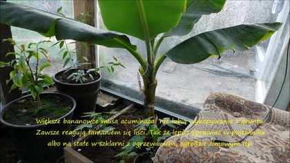#265.  Cz. 1: Banan Musa Acuminata z targów, Biedronki, Leroy Merlin, itp.  Uprawa w Polsce