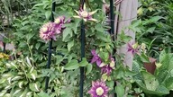 Clematis COCO LOVERS #clematisy