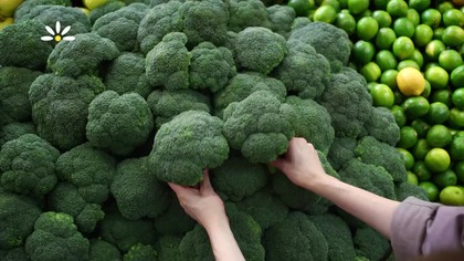 Stokrotka - Borówki amerykańskie + Soczysty z filet z piersi kurczaka + Jabłka (13-19. 11. 2025)