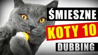 ŚMIESZNE KOTY #10  DUBBING: MATT OLECH