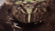 Pacman Frog molting / Żaba Rogata linieje 