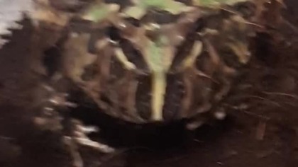 Pacman Frog molting / Żaba Rogata linieje 
