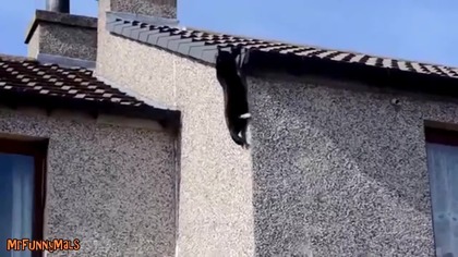 Spider Cats Compilation