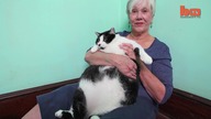 Kot dachowiec, który waży 14,5kg!