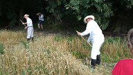 Żniwa w Bronicach - 5 sierpnia 2018 r.