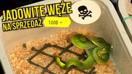 JADOWITE WĘŻE na sprzedaż  Giełda Czechy