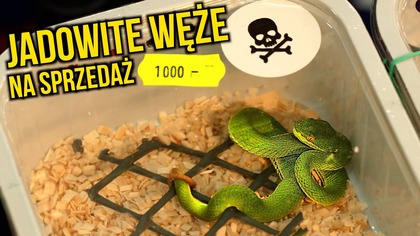JADOWITE WĘŻE na sprzedaż  Giełda Czechy