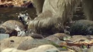 Bears & Wolves tribute (with some beautiful Native American music)