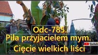 Odc-785-Wykopki wielkiego banana. Ensete ventricosum green. Porównanie-wiosna-jesień 2019r. TURBO+piła