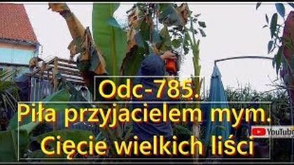 Odc-785-Wykopki wielkiego banana. Ensete ventricosum green. Porównanie-wiosna-jesień 2019r. TURBO+piła