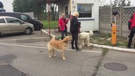 agresja smyczowa