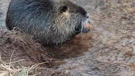 Nutria zjada sobie marchewkę