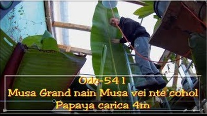 541-Największy liść banana, co u papai czterometrowych ? - Ogólnie o bananch :)