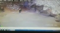 LiveLeak - A female employee stopped a polar bear with a broom and a dustpan