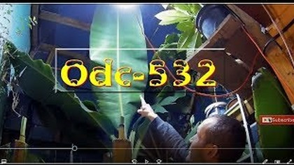 Odc-532-Zimowanie roślin egzotycznych,bananowców,bananów,warunki, ogólne porady.  - Szklarnia