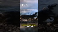 Niebezpieczny Kajman Czarne Siła i Agresja w Naturze