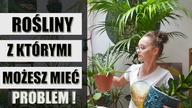 TRUDNE w uprawie ROŚLINY DOMOWE wg.  widzów!