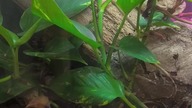 Polyrhachis dives Vivarium #ants #hodowla #insect #mrowki