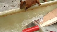 Wiewiórka dała się pogłaskać!