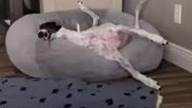 thats a darling bunny @tiktok. shotty