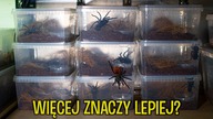 A jakby tak kupić 10 samic?  PROJEKT CHROMKA #3