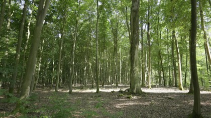 Daytime Beech Forest with Woodpeckers & Crows &bull; Real Outdoor Nature Environment (4K)