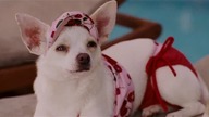 Cziłała z Beverly Hills(Beverly Hills Chihuahua)2008 pl dub
