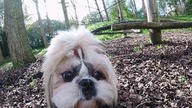 Crazy Puppy in Park -Shih Tzu Amazing Pet Loves Playing Games