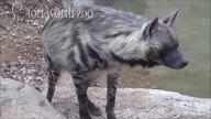 Sou Au - Hieny Pręgowane