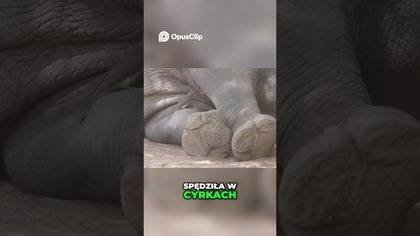 Topsy Tragiczna Historia Słoni z Cyrku #elephant #historia #animals #ciekawostki #nauka