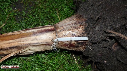 Odc-796. Leje po bananach,yucca rostrata,wykopki+owocujący musa basjoo,ile odrostów,sadzonki.