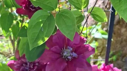 Clematis Hot kisses #clematisy