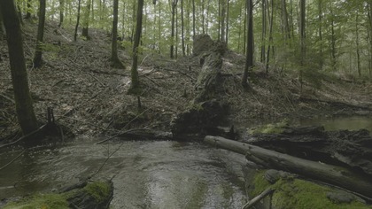 Fall Asleep in Minutes & Stop Overthinking Primal Forest Stream Delta Waves for Deep Slep