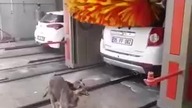 Washing the dog at the car wash 