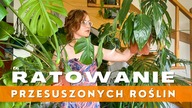 Ratowanie PRZESUSZONYCH roślin domowych po URLOPIE  Vlog