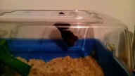 Spiderhamster